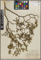 Foto von Salix pseudolapponum Seemen